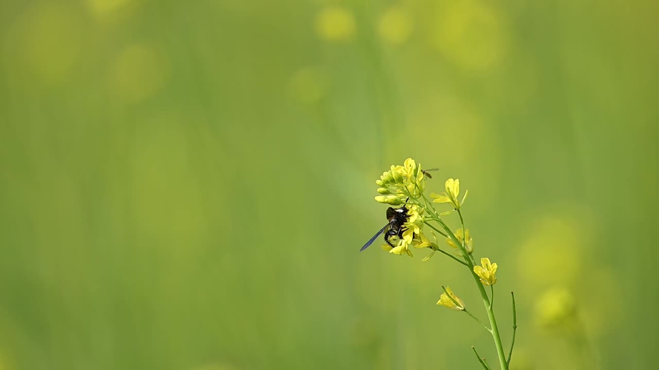 An intimate view of Campsomeriella collaris on a mustard flower. The wasp's dark, hairy body contrasts with the yellow petals, as a small bee approaches for its turn