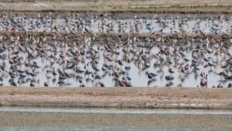 Visto-En-Salinas-Descansando-Durante-Un-Día-Caluroso-Mientras-Otros-Vuelan,-Aves-Playeras,-Tailandia