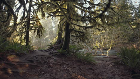 forest trail with branches covered by moss and roots in ground, cathedral grove, vancouver island, wide shot