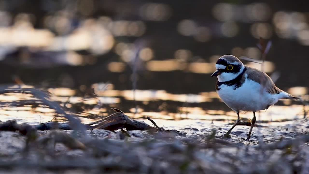 Kulík říční hledá potravu v mokřadu při západu slunce, s ostražitým postojem, balancuje v teplém světle a soustředěně se krmí.