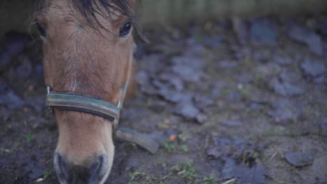 horse looking powerful at the camera in close-up. nose, eyes, mane, muzzle of the horse