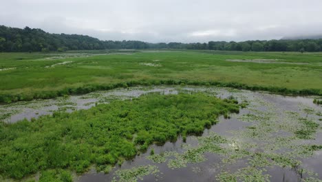 aerial view of a lush wetland landscape