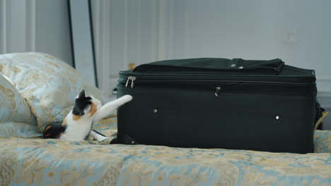 Kitten-Plays-With-A-Buckle-Travel-Suitcase-Vacation-And-Business-Trip-Concept