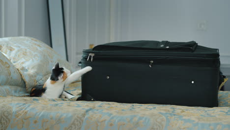 kitten plays with a buckle travel suitcase vacation and business trip concept