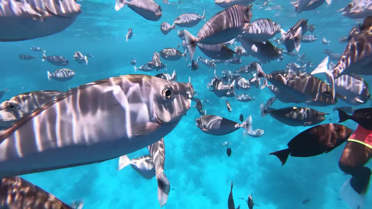 물속에서 헤엄치는 물고기