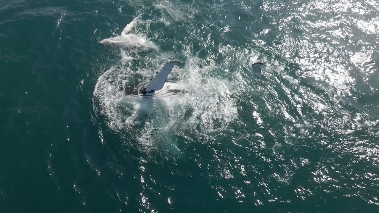 Aerial shot of a humpback whale teaching its calf how to slap its fin