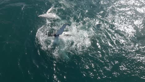 Toma-Aérea-De-Una-Ballena-Jorobada-Enseñando-A-Su-Cría-Cómo-Golpear-Su-Aleta