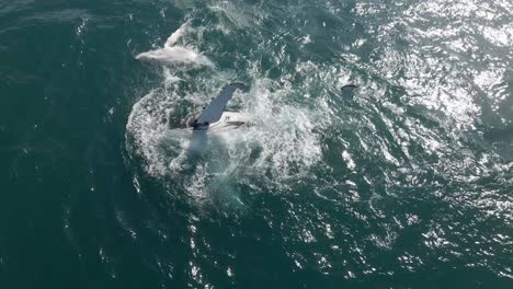 fotografía aérea de una ballena jorobada enseñando a su cría a golpear su aleta