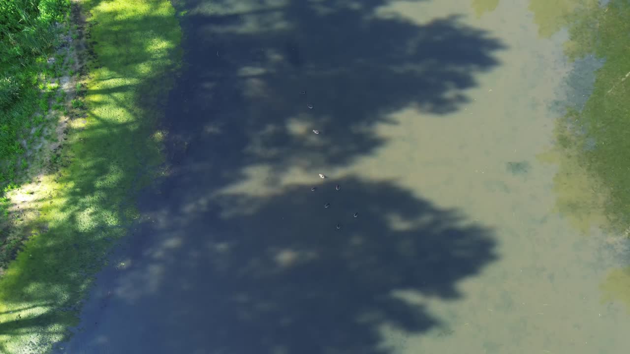 드론은 유럽의 새벽에 밝은 호수 위를 날아다니며 조용한 호수, 울창한 숲, 그리고 우아한 다리를 드러니다.