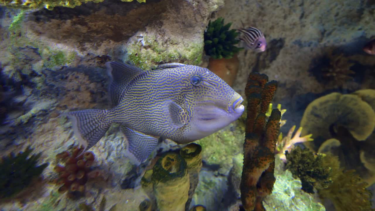 수족관에서 트리거피쉬