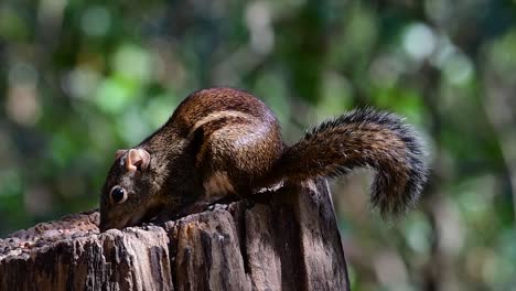 the indochinese ground squirrel is commonly found in thailand just about anywhere it can thrive