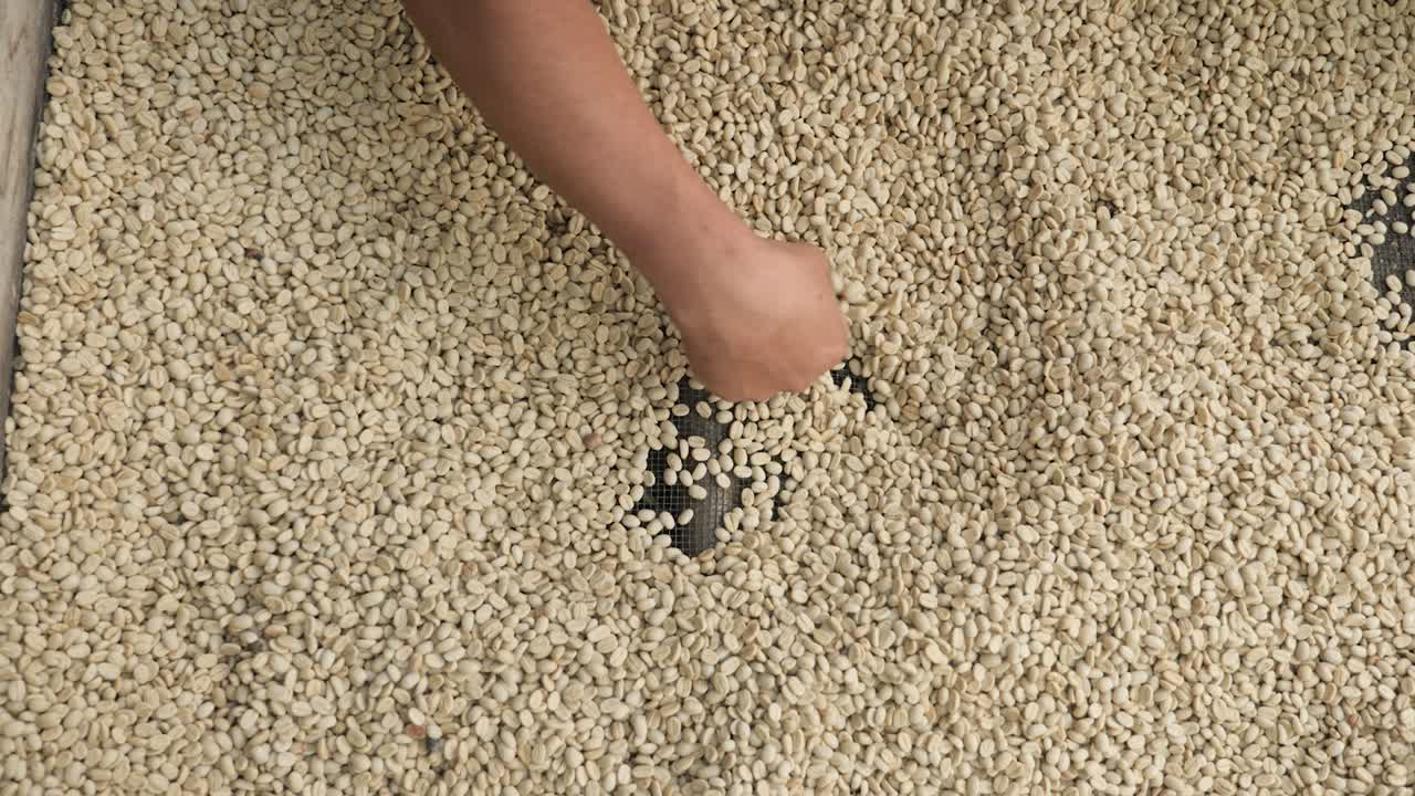 콜롬비아 시에라 네바다의 전통적인 마을 농지에서 농부가 손으로 콩을 테스트하고 분류하고 콩을 고르는 커피 농장 위에서 촬영