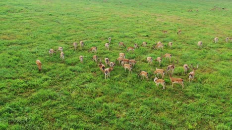 Herde-Hirsche-Auf-Der-Grünen-Wiese