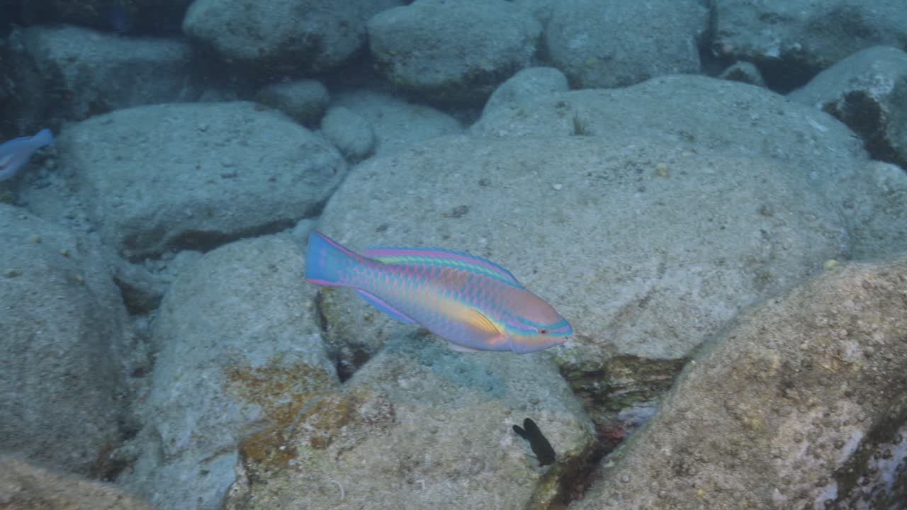 Una scena di barriera corallina sottomarina con spugne marine, gorgonie e vegetazione marina tropicale che ondeggia dolcemente nelle correnti vicino a Saint Thomas nelle Isole Vergini Britanniche.