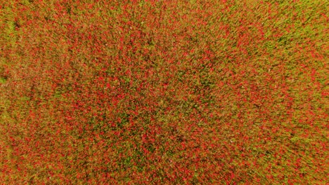 cinematic top down drone view of poppy field rising vertically in wind movement