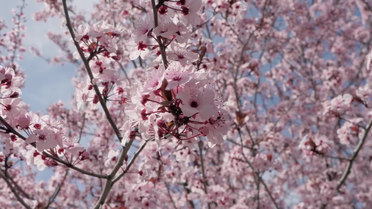 A delicate pink cherry blossom flower in sharp macro focus, highlighting the texture of its petals