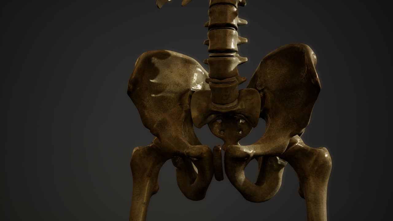 인간의 골격의  ⁇