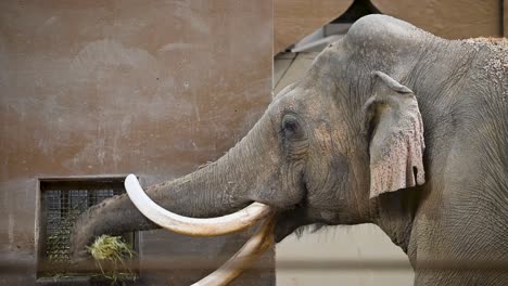 asian elephant eating hay out of feeder in indoor enclosure