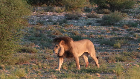 lion walking on the dry grassland - tracking shot