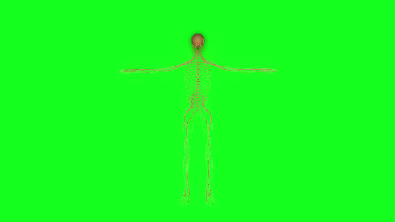 el dolor de la cabeza se extiende a través de la animación del cuerpo. dolor de cabeza ilustración médica. fondo de pantalla verde