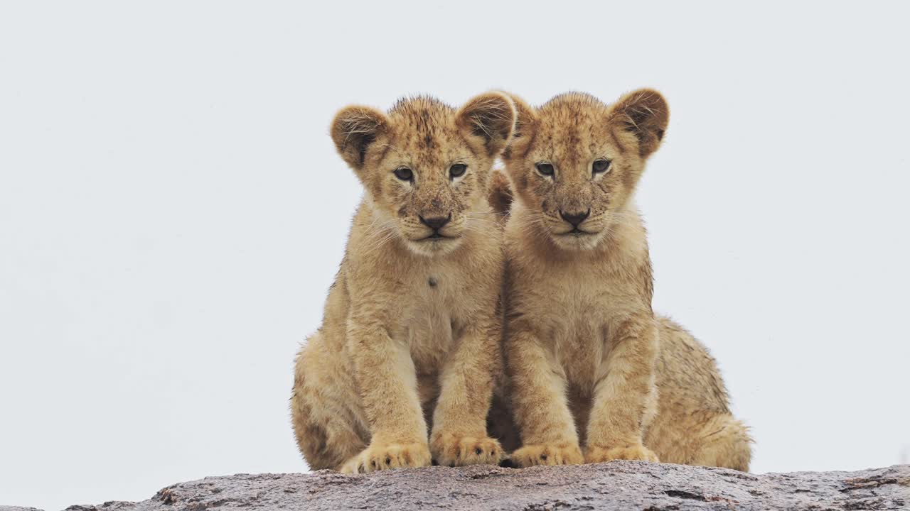 leeuwenkinderen in serengeti in afrika in tanzania op afrikaanse dieren wildlife safari in serengetti national park, witte achtergrond en jonge schattige kleine leeuwen op rotsen, zittend op een rots