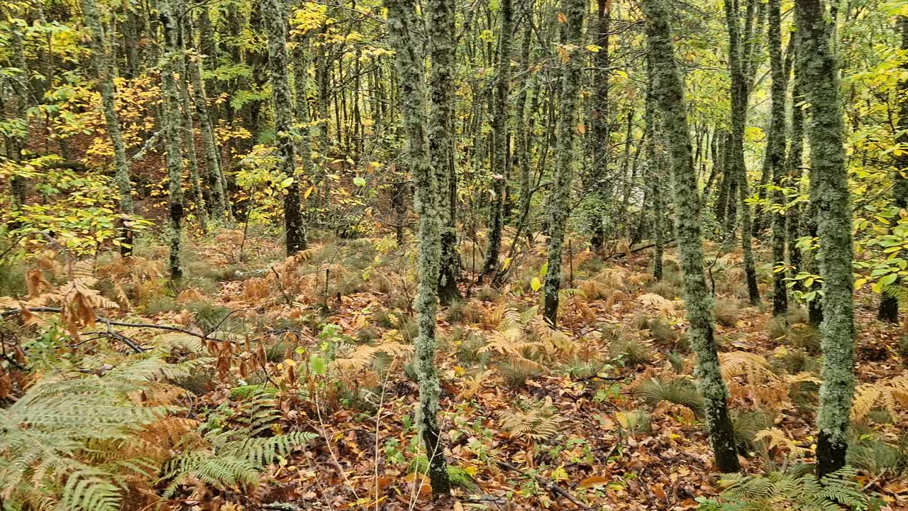 Dense autumn forest of silver birch trees in Sierra de Gredos, Spain. Textured trunks and vibrant yellow foliage capture the changing season and natural beauty of the mountain wilderness