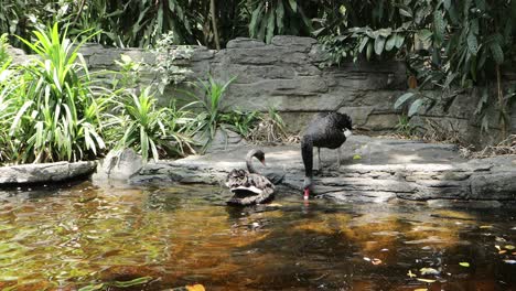 black swan preening and swimming in a tropical pond with natural surroundings