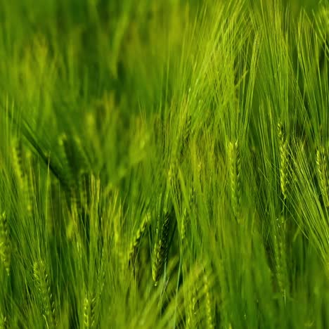 light green spikelets. beautiful background of not ripe agricultural plants swaying in wind. fresh organic plants growing on field. close-up.