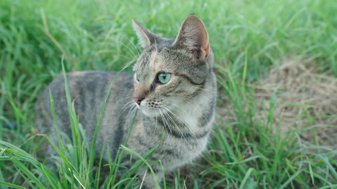 cerca de curioso gato atigrado sentado en el campo