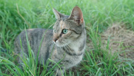 Cerca-De-Curioso-Gato-Atigrado-Sentado-En-El-Campo