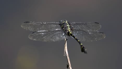 the common flangetail dragonfly is commonly seen in thailand and asia