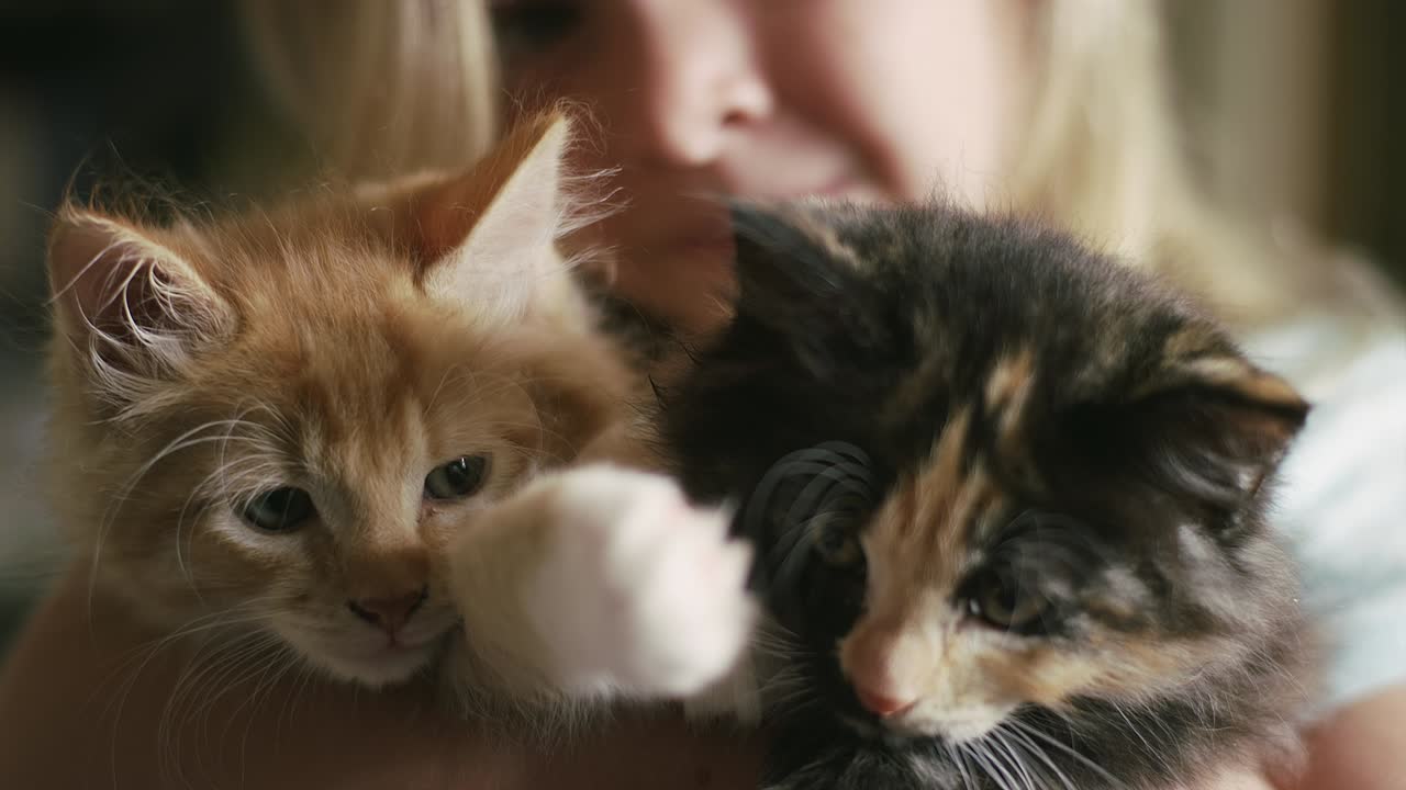 Primo piano di due gattini tenuti in braccio da una bambina