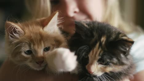 close up of two kittens being held by a little girl