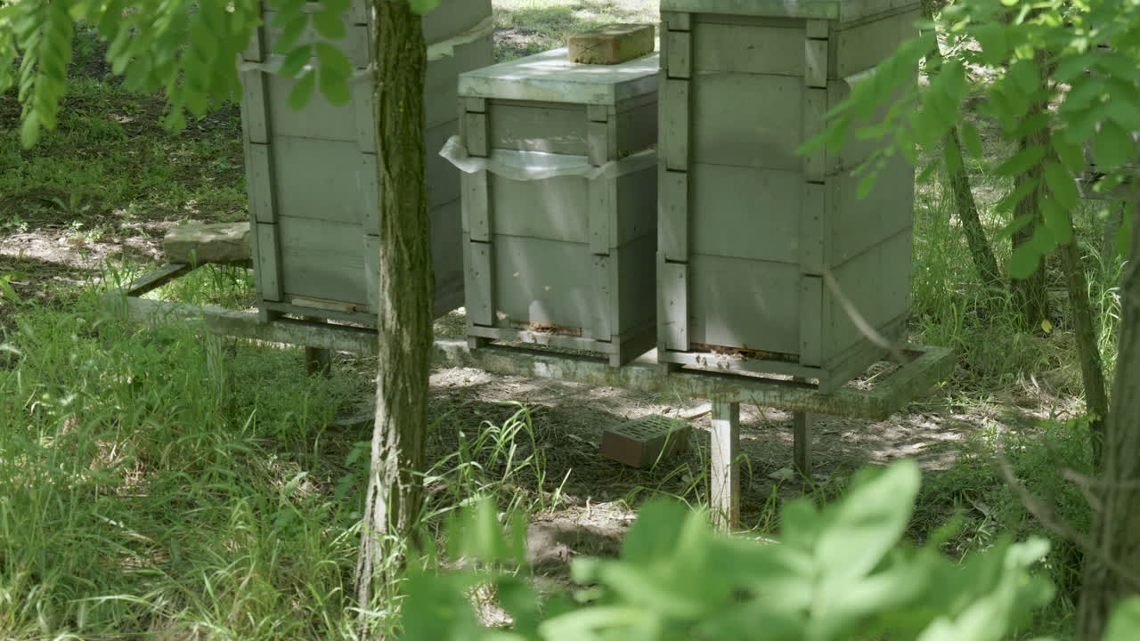 Beehives on wooden platform surrounded by forest vegetation