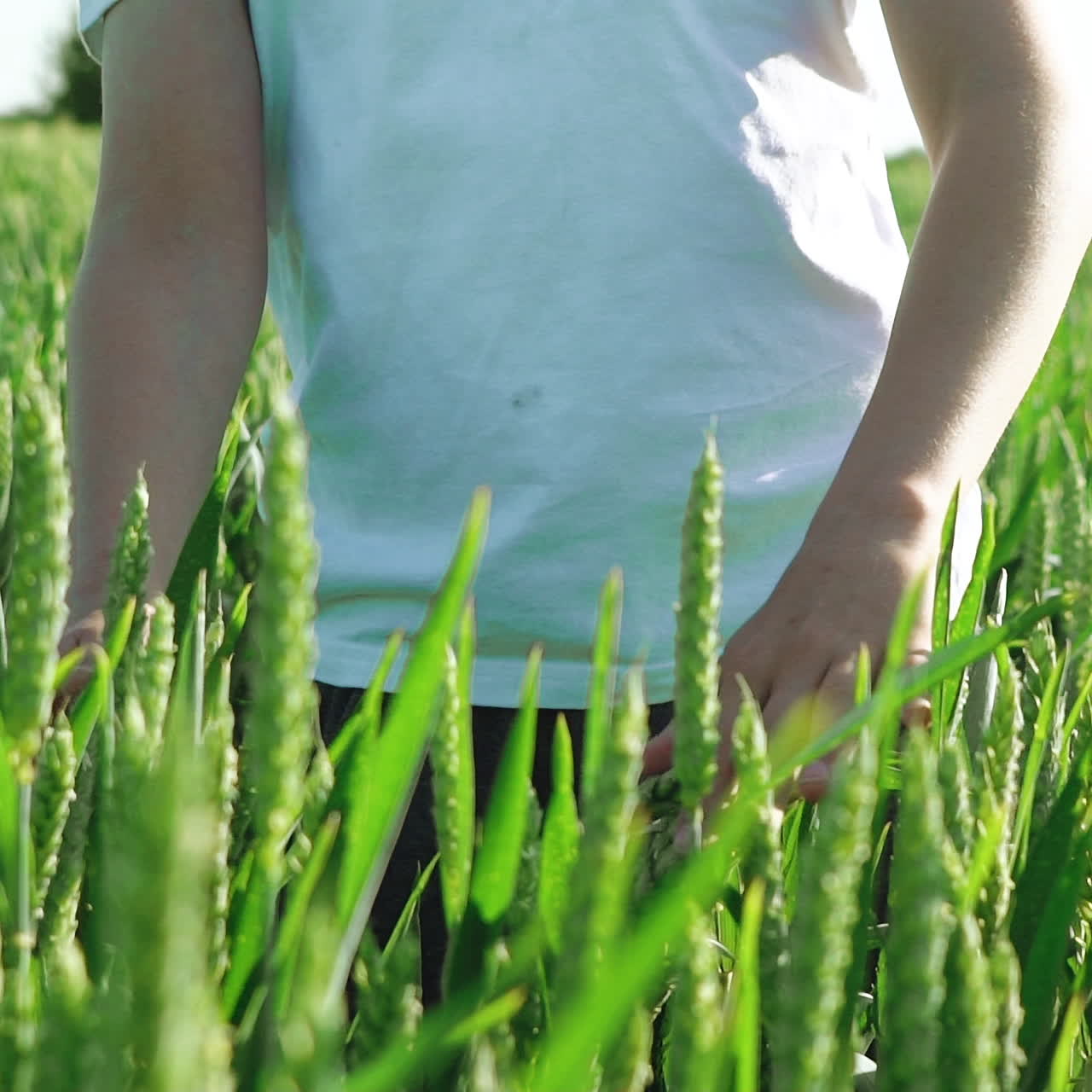 Curious boy touching green wheat flakes on the agriculture field. Boy looking at unripe wheat spikelets and handle them by hands. Slow motion