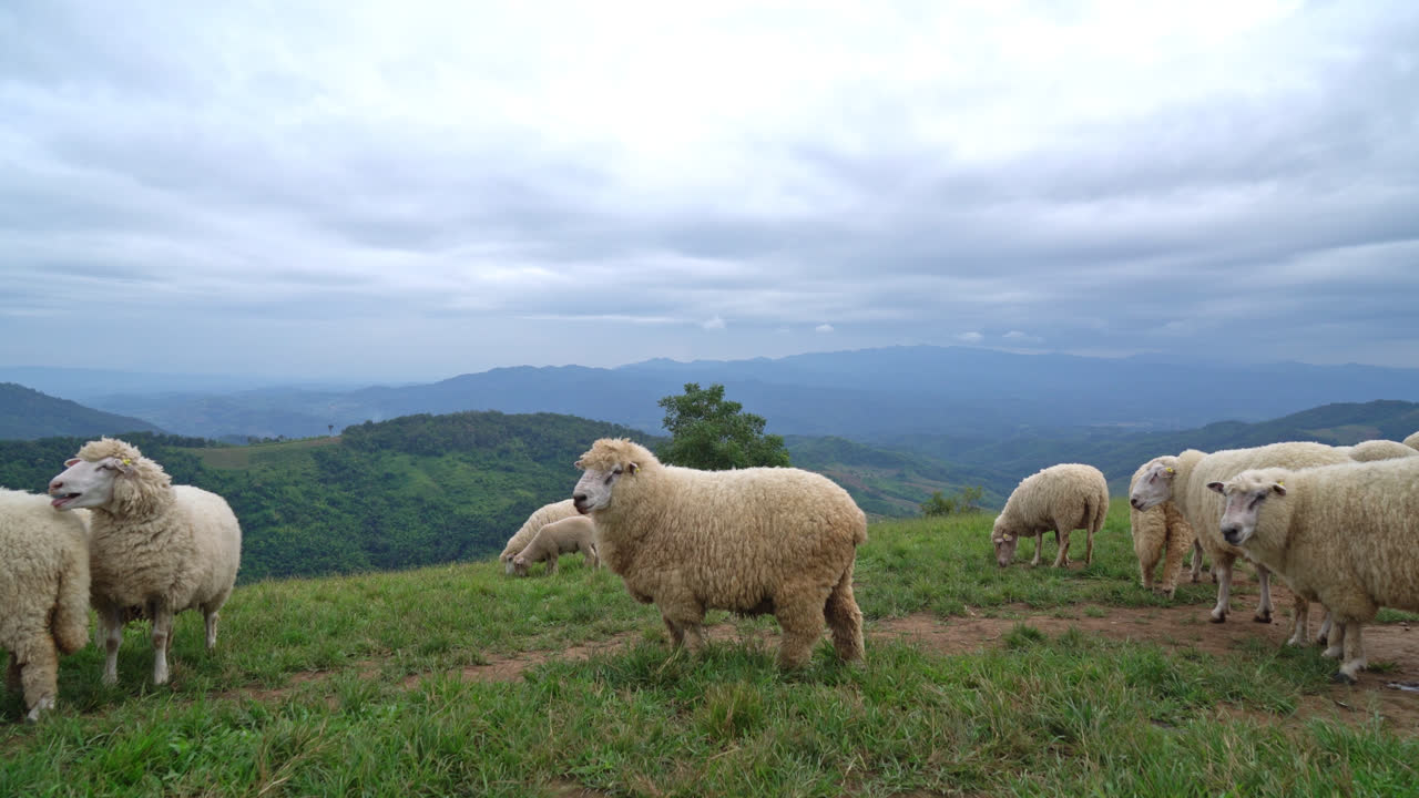 simpatiche pecore bianche sulla collina di montagna