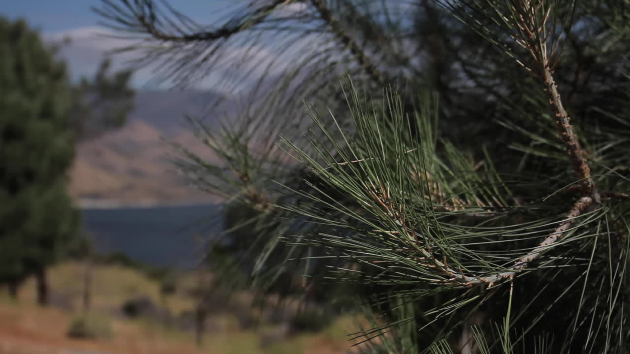 Pine Tree Blowing in the Wind at Lake Isabella Kern River