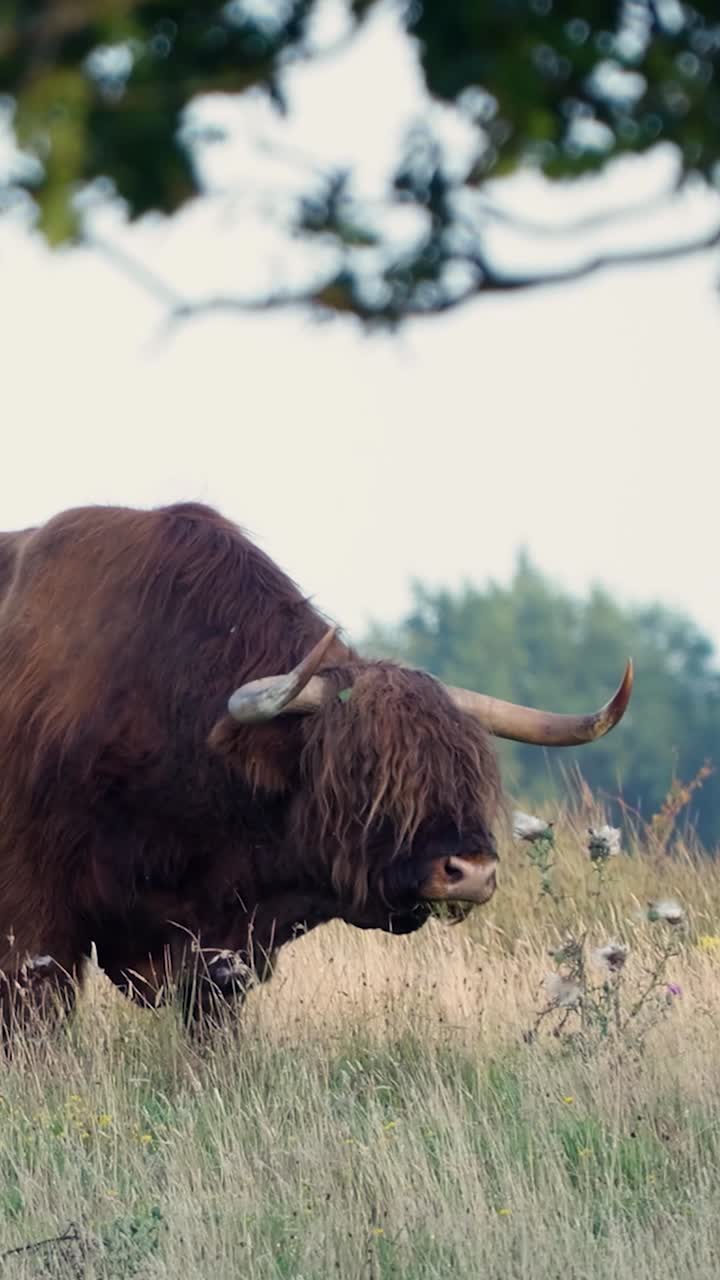 Highland Cow in a Grassy Field