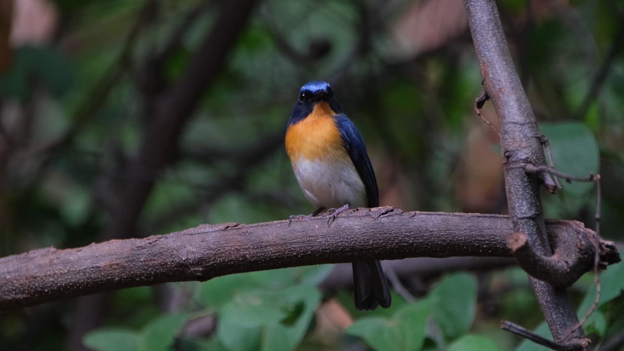 mirando directamente a la cámara mientras se encuentra en el bosque, el cazador de moscas azul indochino cyornis sumatrensis macho, tailandia