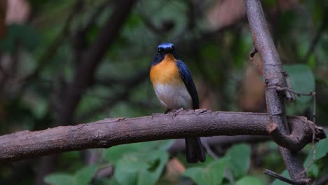 Looking-straight-to-the-camera-while-perched-in-the-forest,-Indochinese-Blue-Flycatcher-Cyornis-sumatrensis-Male,-Thailand