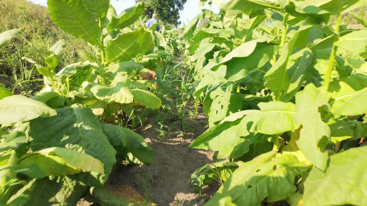 Walking through green tobacco rows at ground level on a sunny day