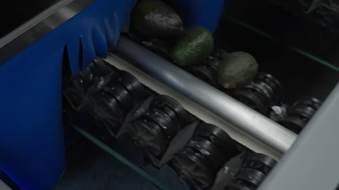 SLOW MOTION STATIC SHOT OF CONVEYOR BELT FULL OF AVOCADOS IN A PACKING HOUSE
