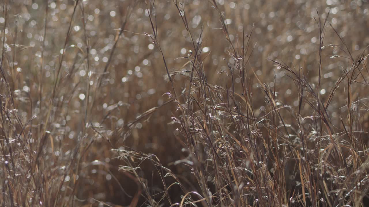 Dew-covered wheat grass gently sways outdoors, illuminated by soft natural sunlight, with shallow focus