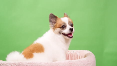 Miniature-fawn-and-white-colored-dog-in-close-up,-looking-amusing-and-lively-as-he-rests-on-a-pink-rug-made-of-fabric-against-a-green-background