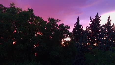 Natural-purple-sky-landscape-with-sun-corona-between-tall-pine-trees-at-sunset-on-a-windy-day