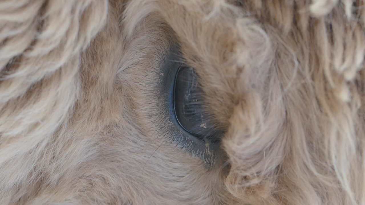 Close-up of an Animal's Eye