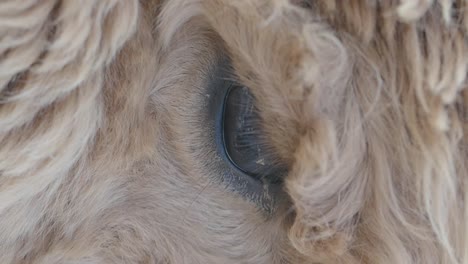 close-up of an animal's eye