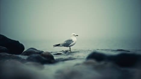 lone seagull standing on distant rock in foggy shallow lake water, another bird flying closeup, waves and rising tide in slow motion 4k