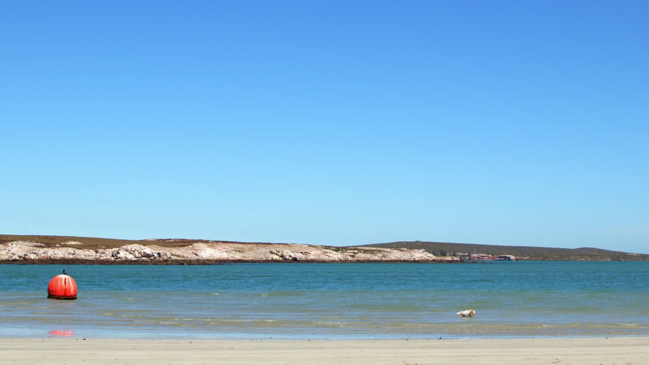 Black bird standing on an orange floating buoy on the ocean. Dog plays in the water. Blue sky sunny day. Cape Town WC South Africa
