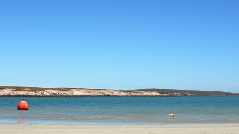 black bird standing on an orange floating buoy on the ocean. dog plays in the water. blue sky sunny day. cape town wc south africa